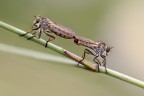 /3.5 lente 180.0 mm 1/800 iso 1000 scatti a mano libera F.S. di 26 scatti 
https://www.flickr.com/photos/giuseppe_zingarelli/albums/72157684452726206