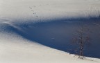 Silenzio Animale
