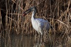 L'Ibis ed il gambero