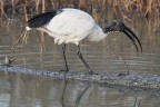 Ibis Sacro