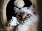 Cookie
