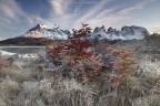 Gli ultimi colori dell'autunno aggrediti dalla brina mattutina nel Parque Nacional Torres del Paine, nella Patagonia cilena.
www.forgottenlands.it