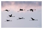in volo