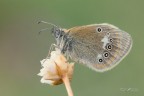 Coenonympha-glycerion