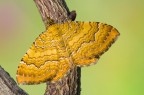 Il bel termine inglese con cui viene chiamata la Camptogramma bilineata  "Yellow shell", che significa conchiglia gialla...
Critiche e commenti sono graditi
MVM1803
[url=http://funkyimg.com/view/2BCmF]H.R.[/url]