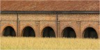 archi nel grano