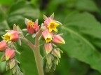 Natura calda