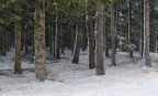 Il Confine degli Alberi