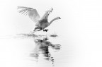 The Swan