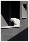 ombre con gatto