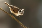 Salto in alto...