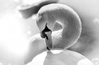 Il Cigno Il Cigno