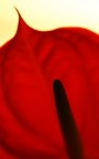 Rouge et noir