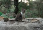 Gatto Gatto