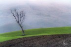 Il solitario