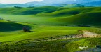 Il verde del grano di queste belle colline