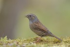 Passera scopaiola