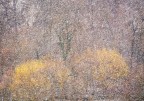 Impressioni Nevose