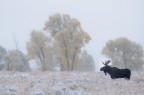 Alce ambientato