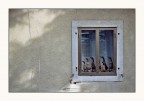 L'attenzione