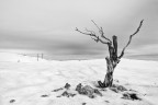Solitario, o forse no