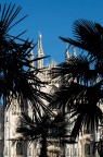 Palme