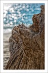 Driftwood