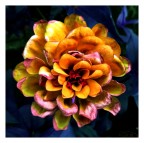 Fiore.
