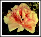 fiore.