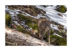 un capriolo