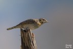 Torcicollo
