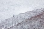 Lone