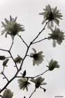 Pasqua