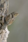 Torcicollo
