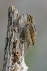 Torcicollo_DSC9037