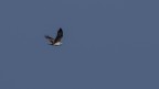 Falco pescatore