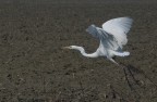 Airone in volo 02