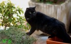 The Cat