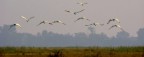 Il volo degli ibis
