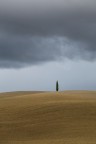 Cipresso solitario
