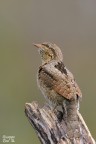 Torcicollo