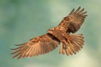 Falco di palude