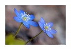 anemone epatica