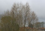 corvi appollaiati su un albero nel mese di  aprile. Primavera o inverno?