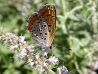 farfalla d' agosto