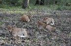 Vitellini ancora dormienti sempre al bosco.