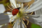 macro