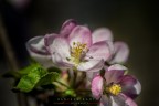  sbocciata la primavera