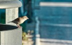 Passero