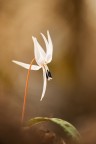 Erythronium dens-canis